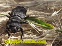 /home//u458753944/public_html/sourcegallery//////////////////Insects and small critters/beetles (Coleoptera)/P4230840.JPG
